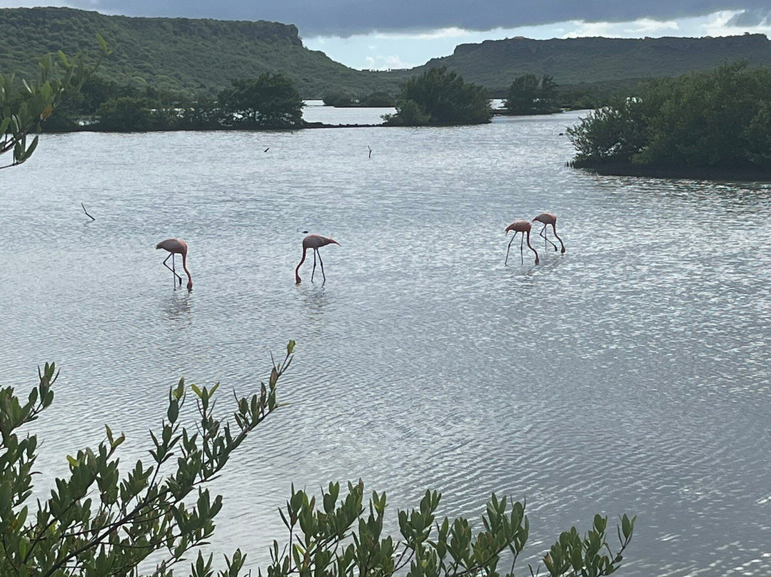 Flamingo Sanctuary Sint Willibrordus-Sint Willibrordus必去景点