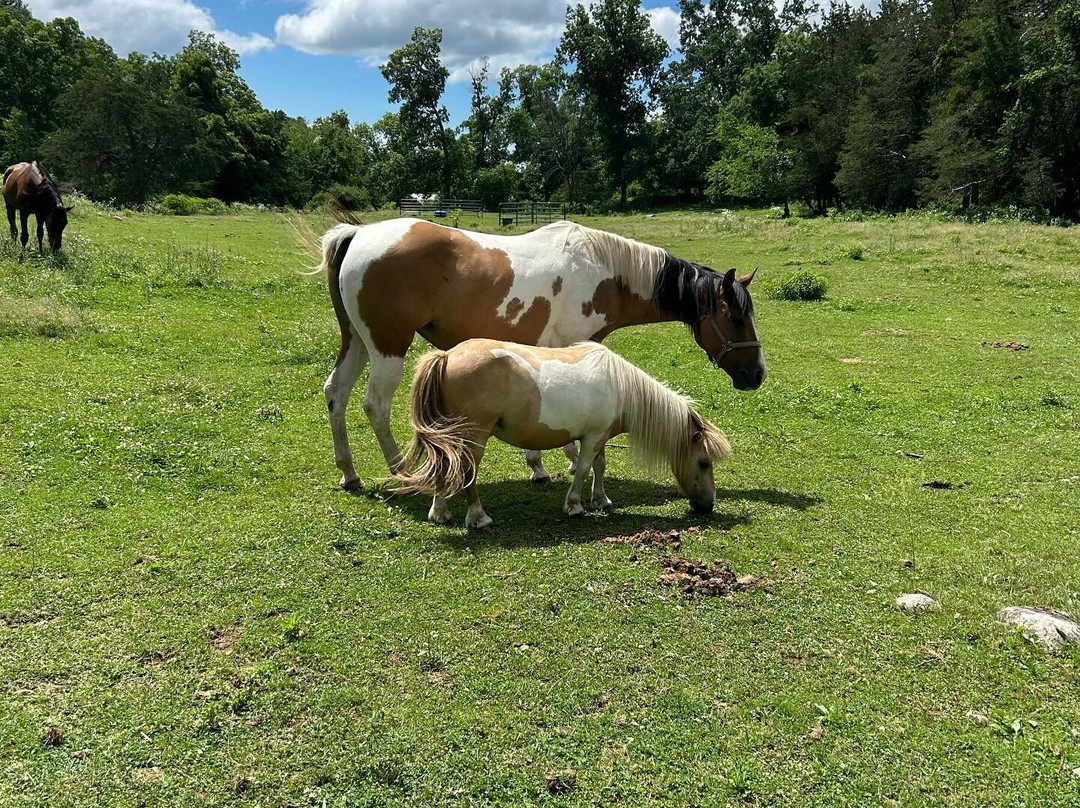 Mustang Meadow-Oxford必去景点