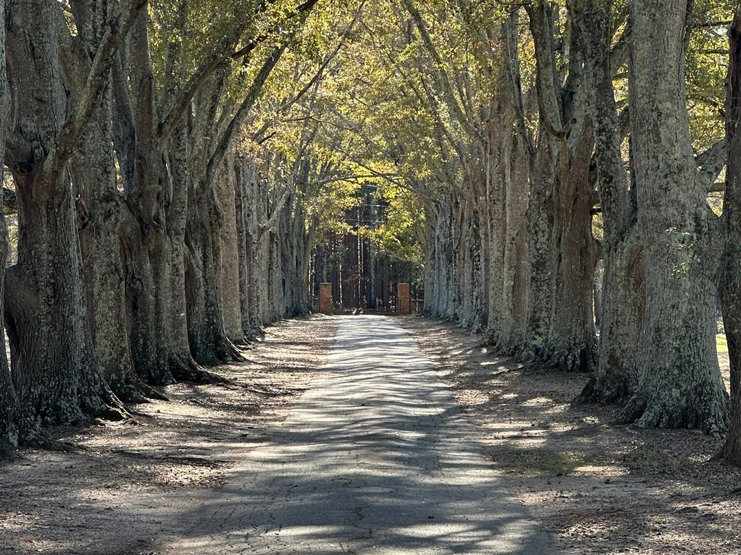 Main Street Trolleys-卡温顿必去景点