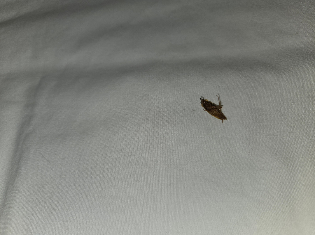 温彻斯特红顶客栈主图