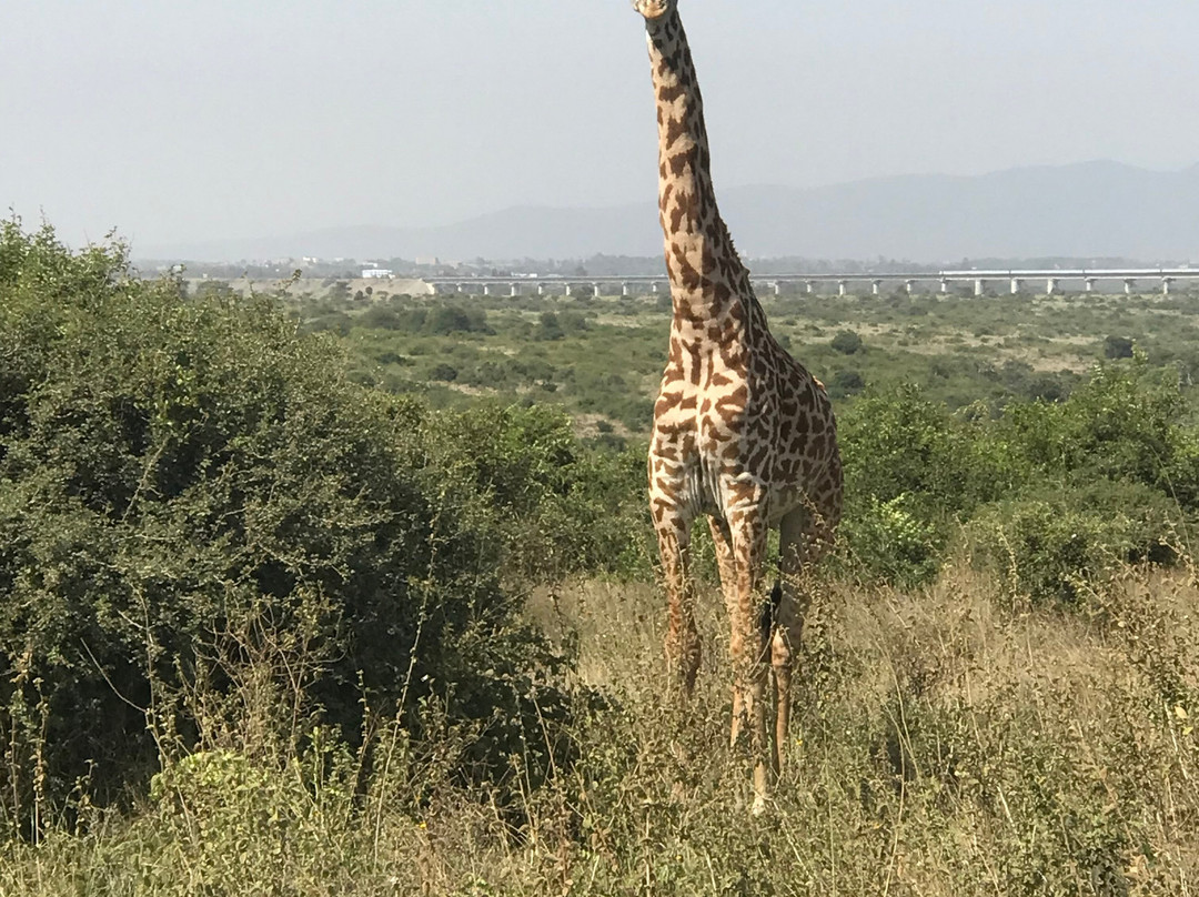 Jimfire Safaris and Transfers-Karen必去景点