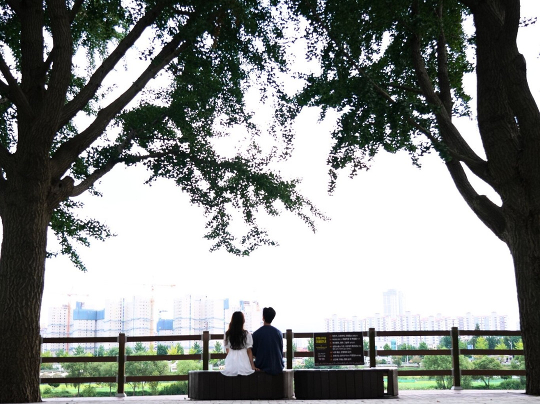 Gingko Tree Road-牙山市必去景点