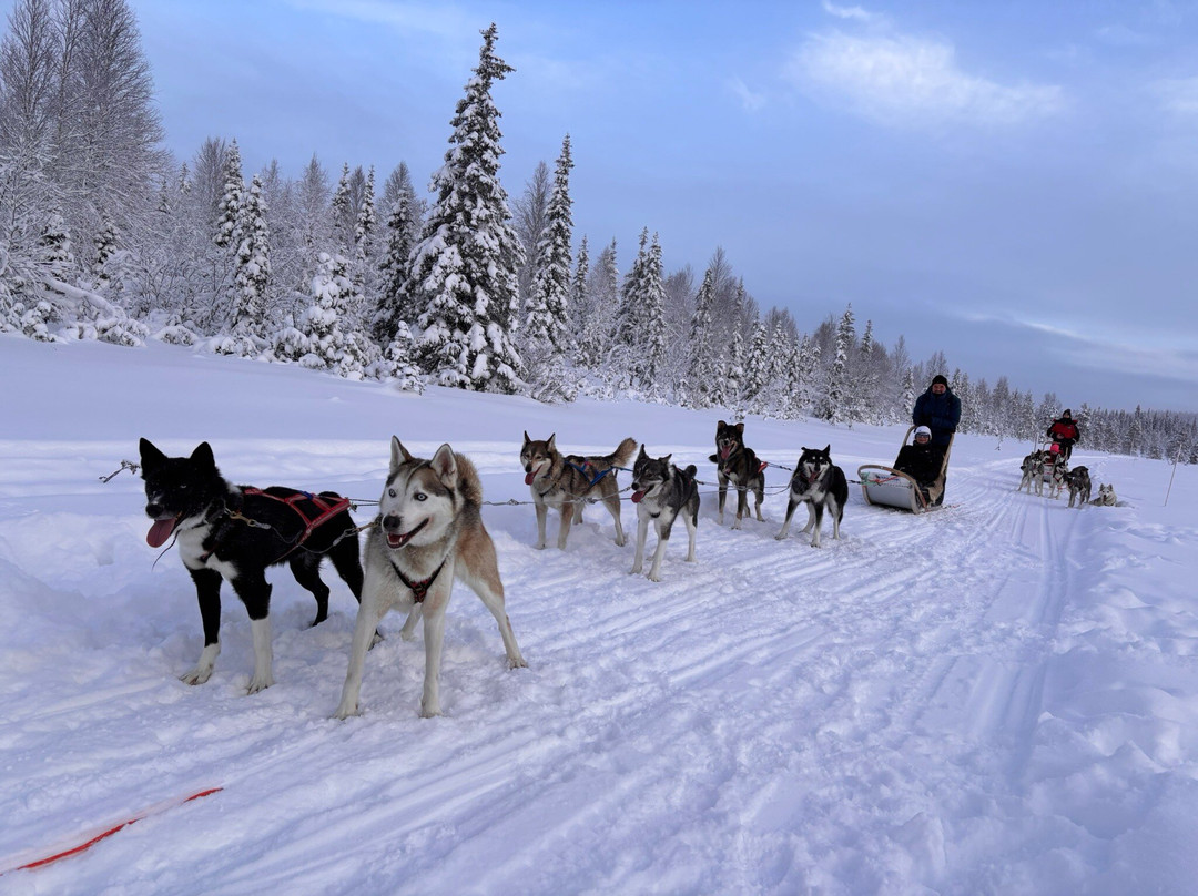 Era-Susi Huskies - Day Tours景点图片