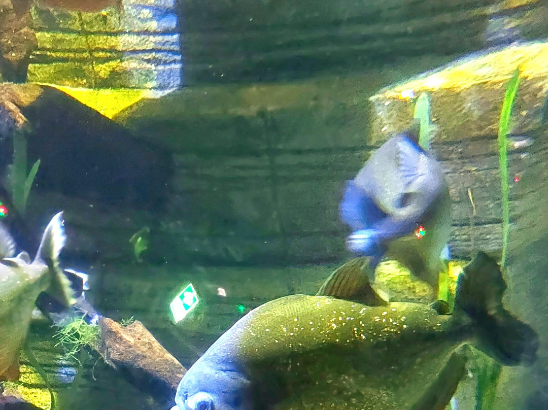 SEA LIFE Oberhausen景点图片