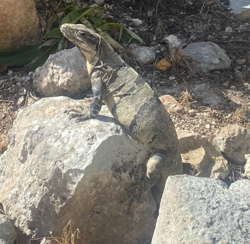 Zona Arqueológica de Kabah-犹加敦必去景点