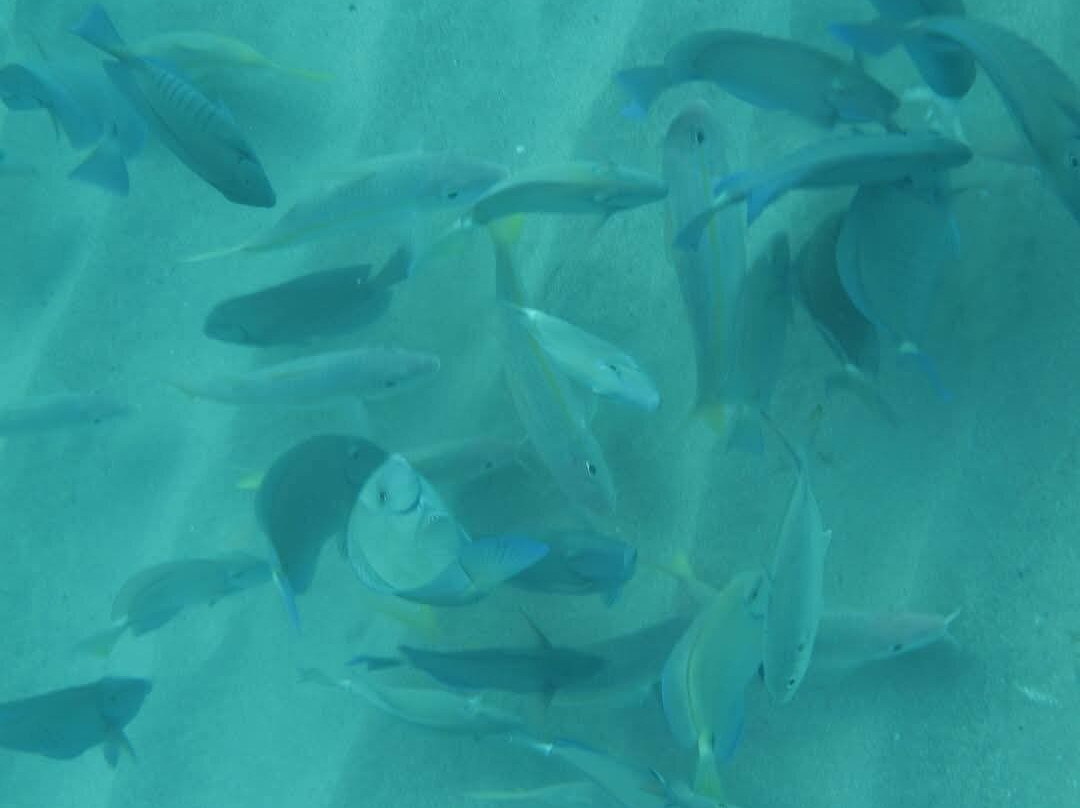 The Diveshop Curacao-威廉斯塔德必去景点