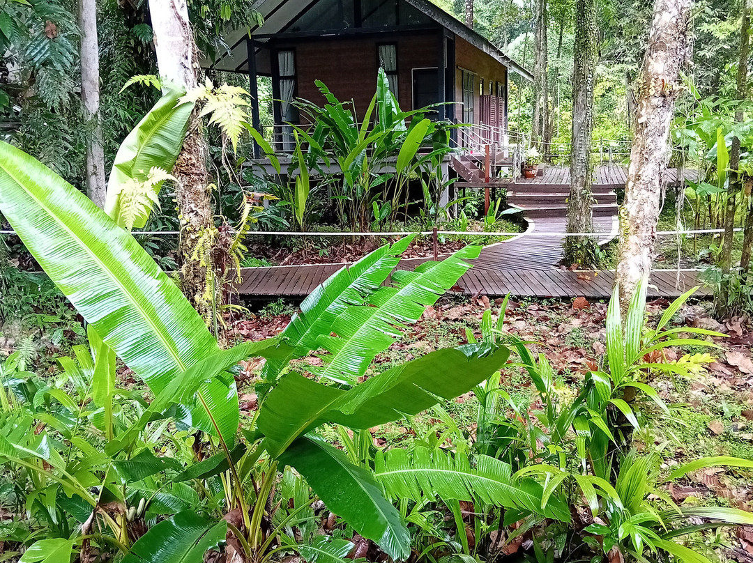 Mulu National Park主图