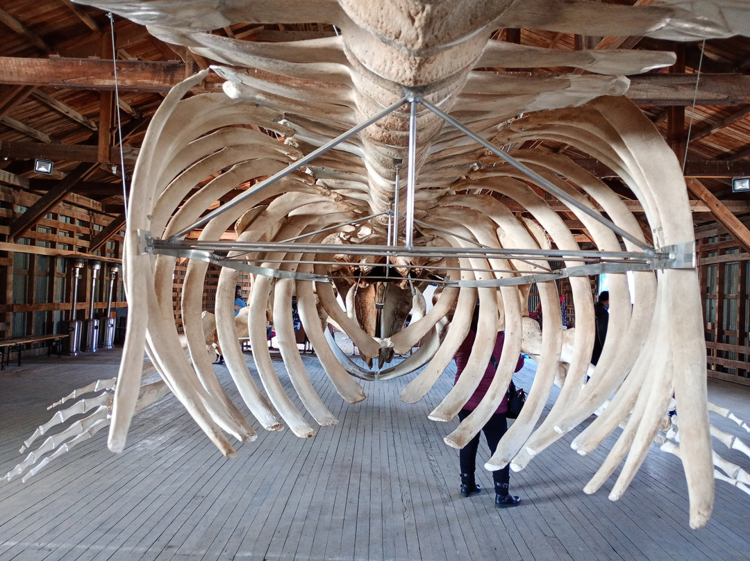 Museo de Historia Natural Río Seco-蓬塔阿雷纳斯必去景点