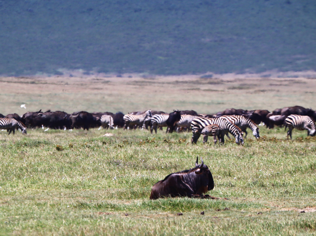 Livingstone Safari Tanzania-阿鲁沙必去景点