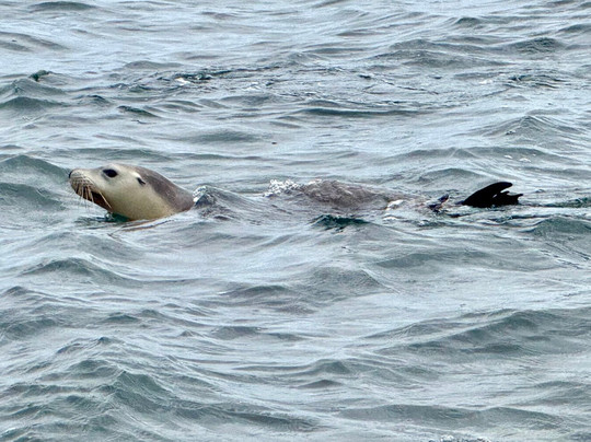 Kangaroo Island Marine Adventures-金斯科特必去景点