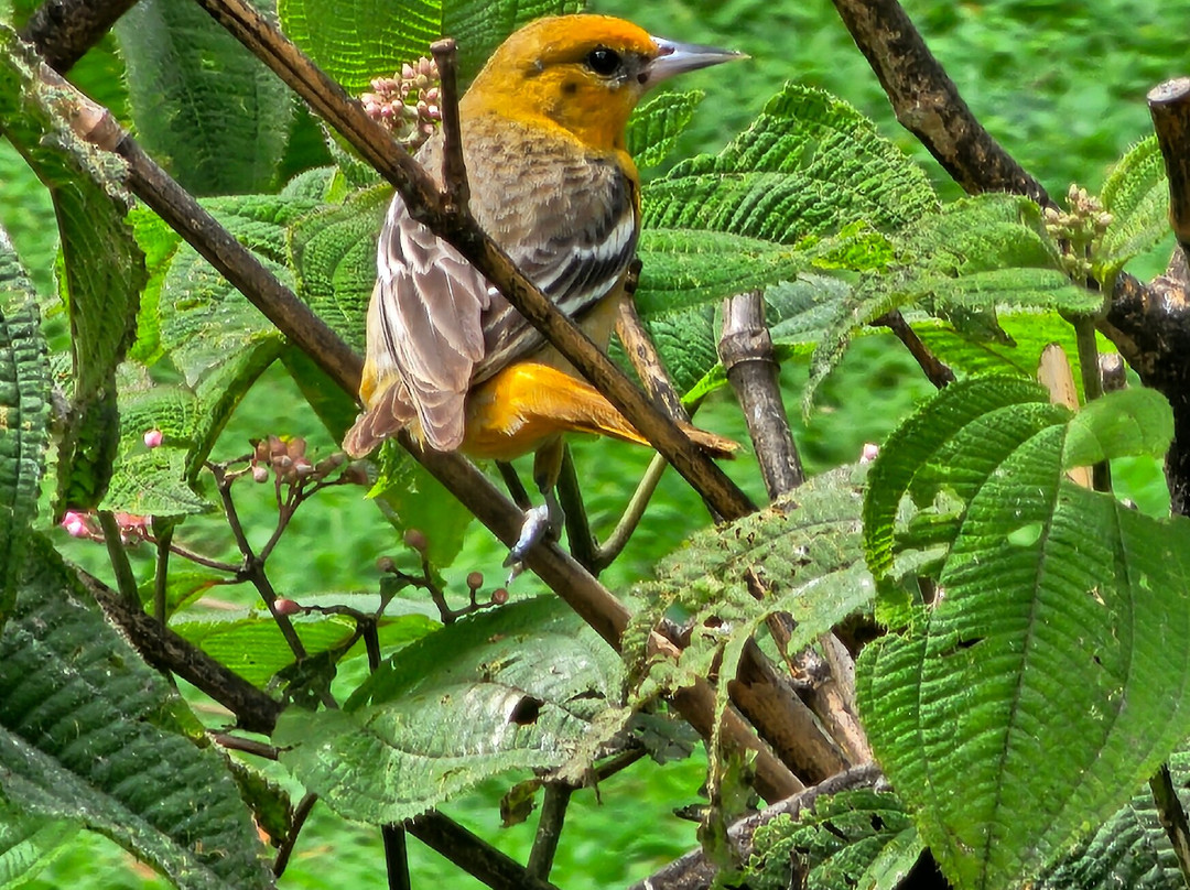Dave & Dave's Costa Rica Nature Park景点图片