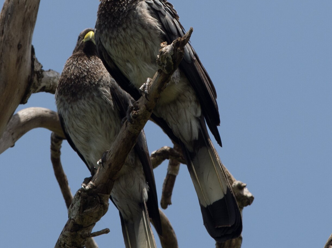 Top of the World Lodges Fort Portal
