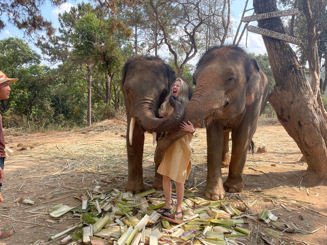 Elephant Freedom Village景点图片