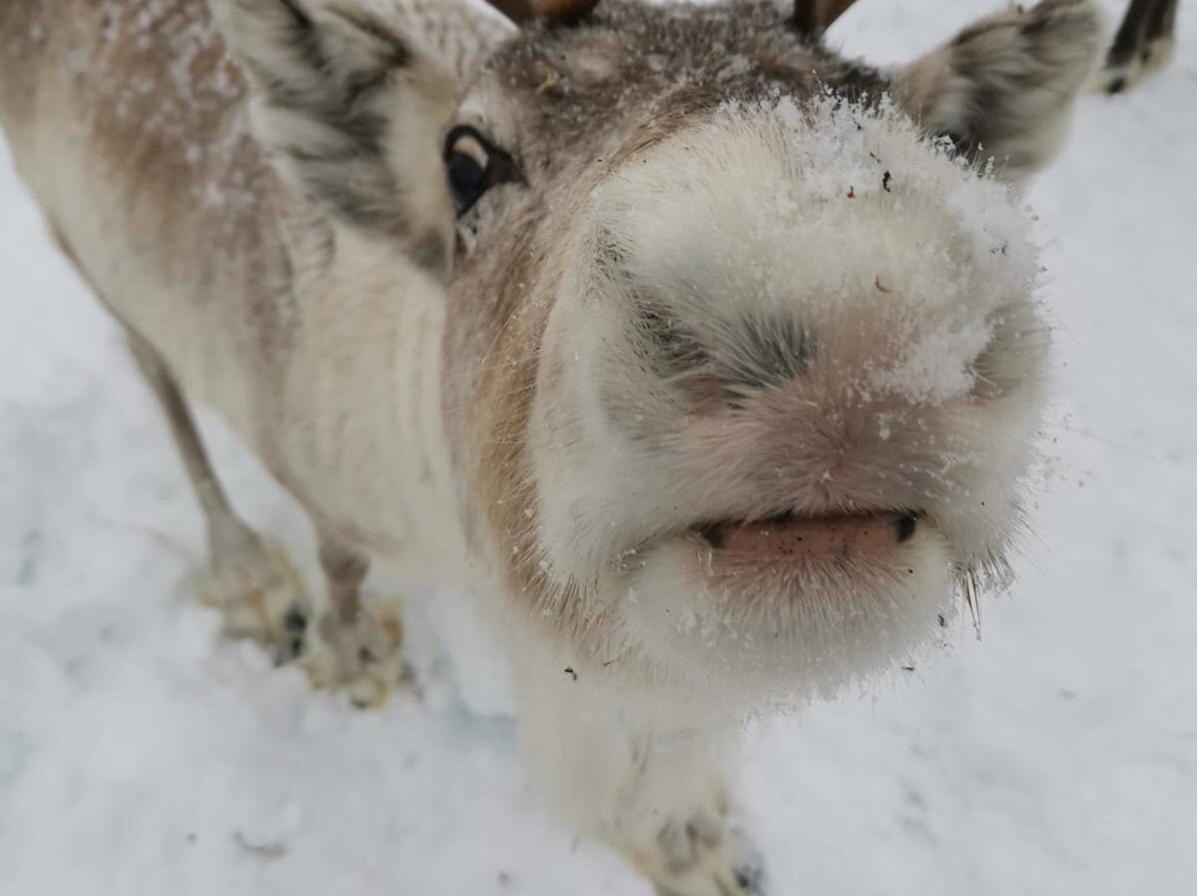 LIVING WITH REINDEER TOURS-Sodankyla必去景点