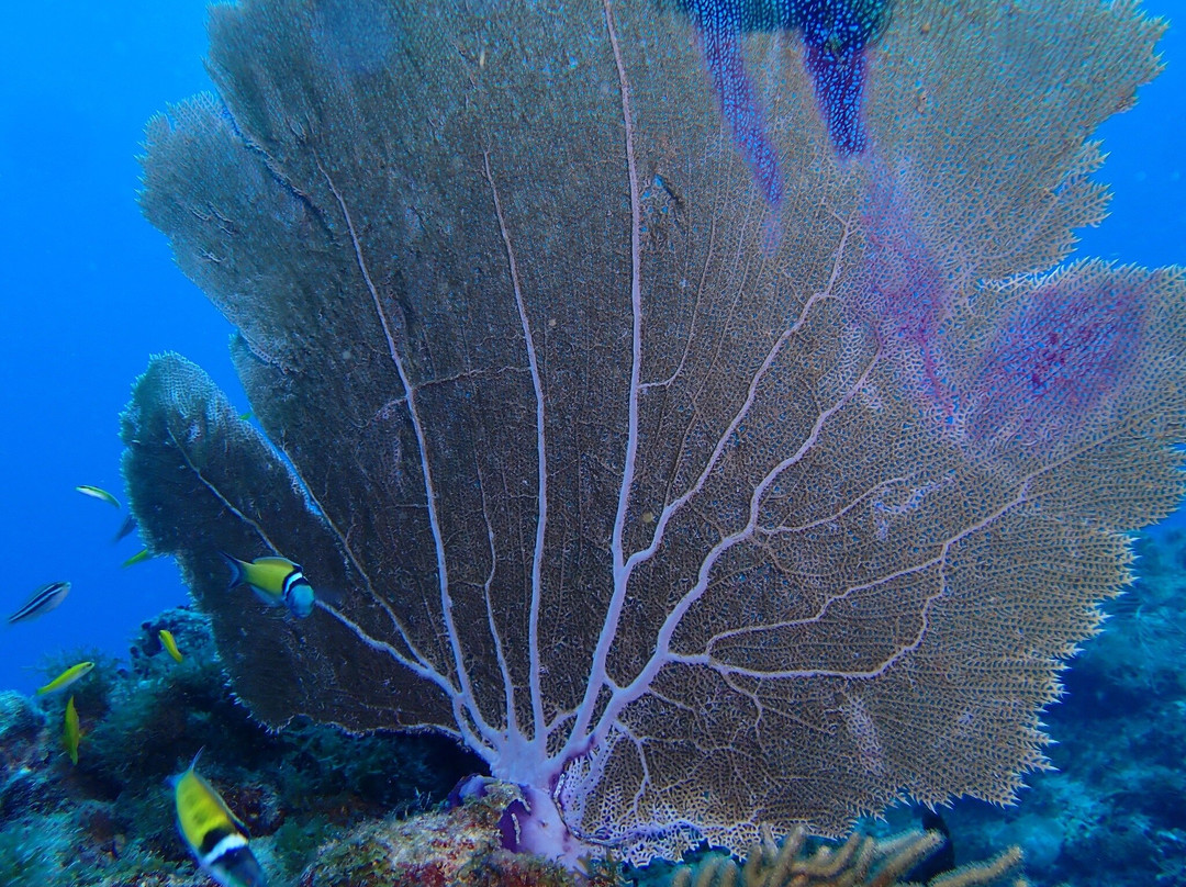 SeacretDive-Port-Louis必去景点