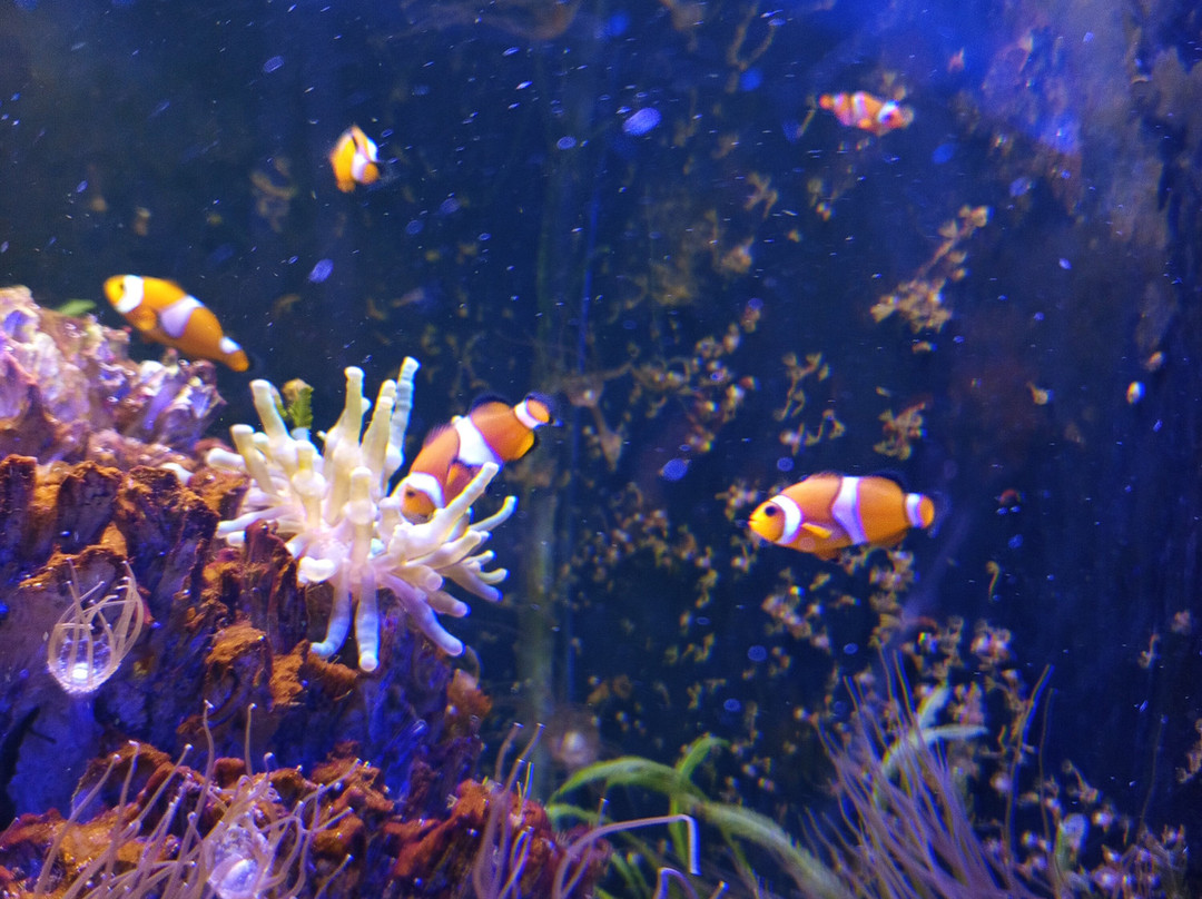 Aquarium De Touraine景点图片