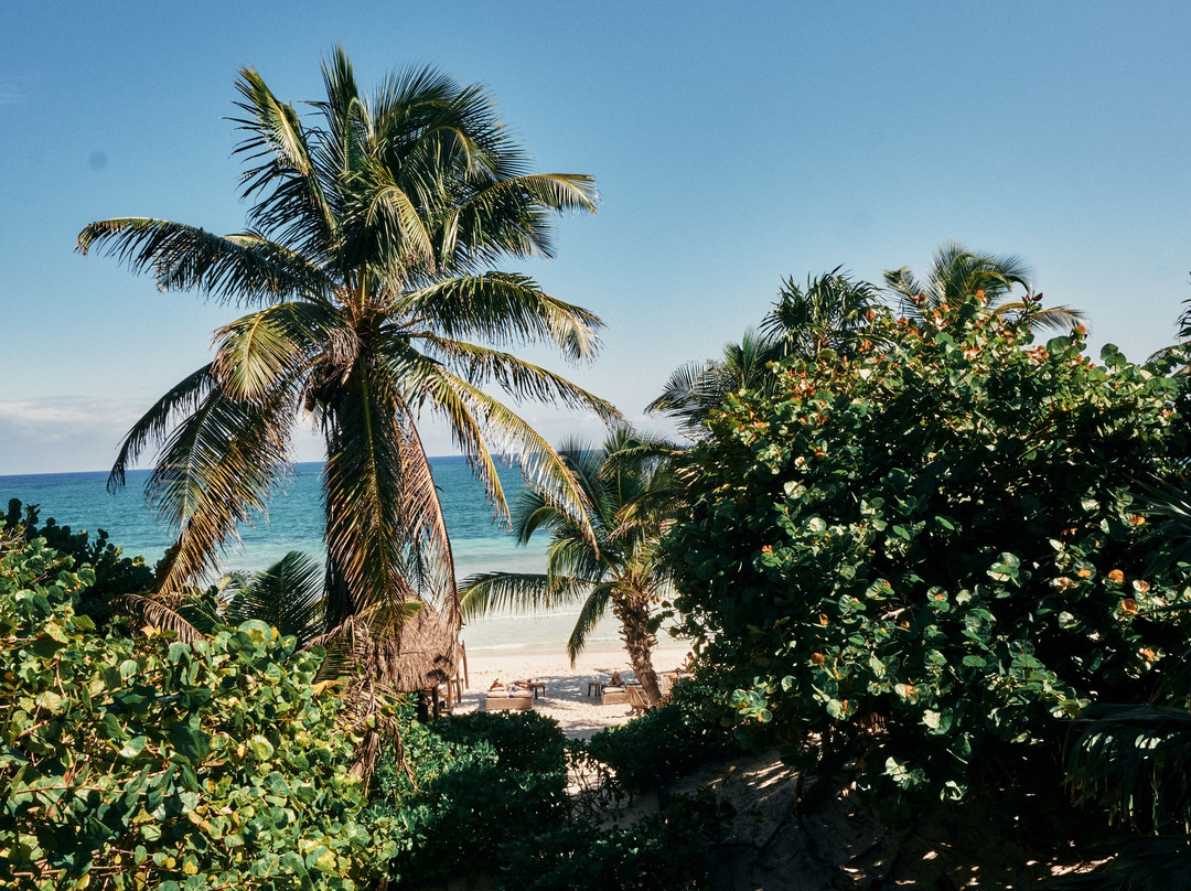 Libelula Tulum主图