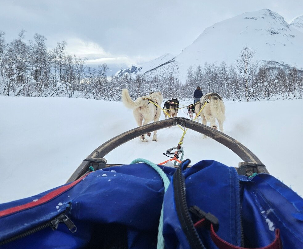 Northern Light Dog Adventure-Nordkjosbotn必去景点