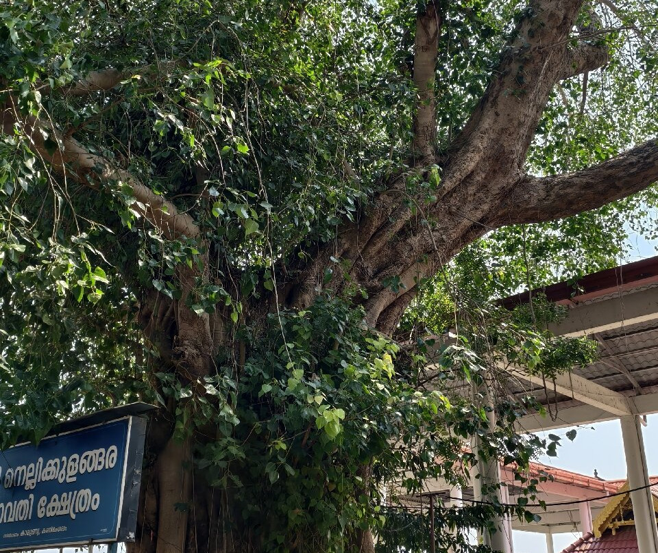 Nellikulangara Bhagavathi Temple-Nenmara必去景点