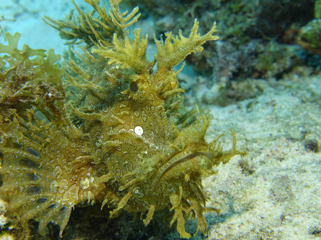 Afro Divers-奔巴岛必去景点