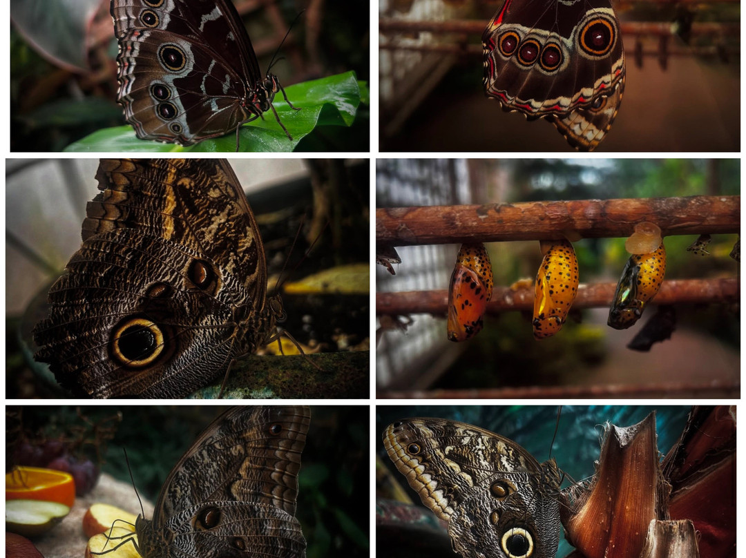 Stratford Butterfly Farm-埃文河畔斯特拉特福必去景点