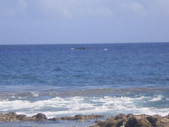 The Deep Resort主图