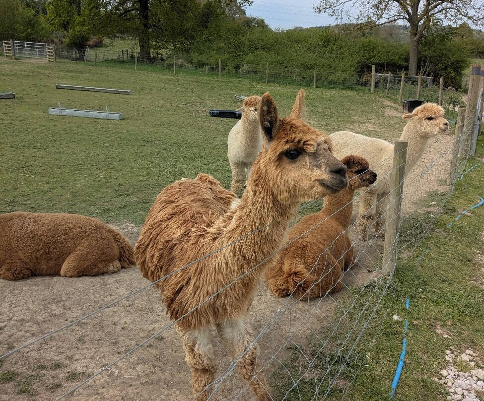 Brackenfield Alpacas景点图片