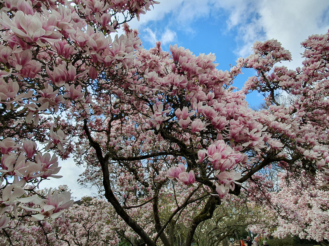 Magnolienhain景点图片