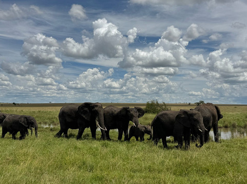 Tanzania Kanyenga-阿鲁沙必去景点