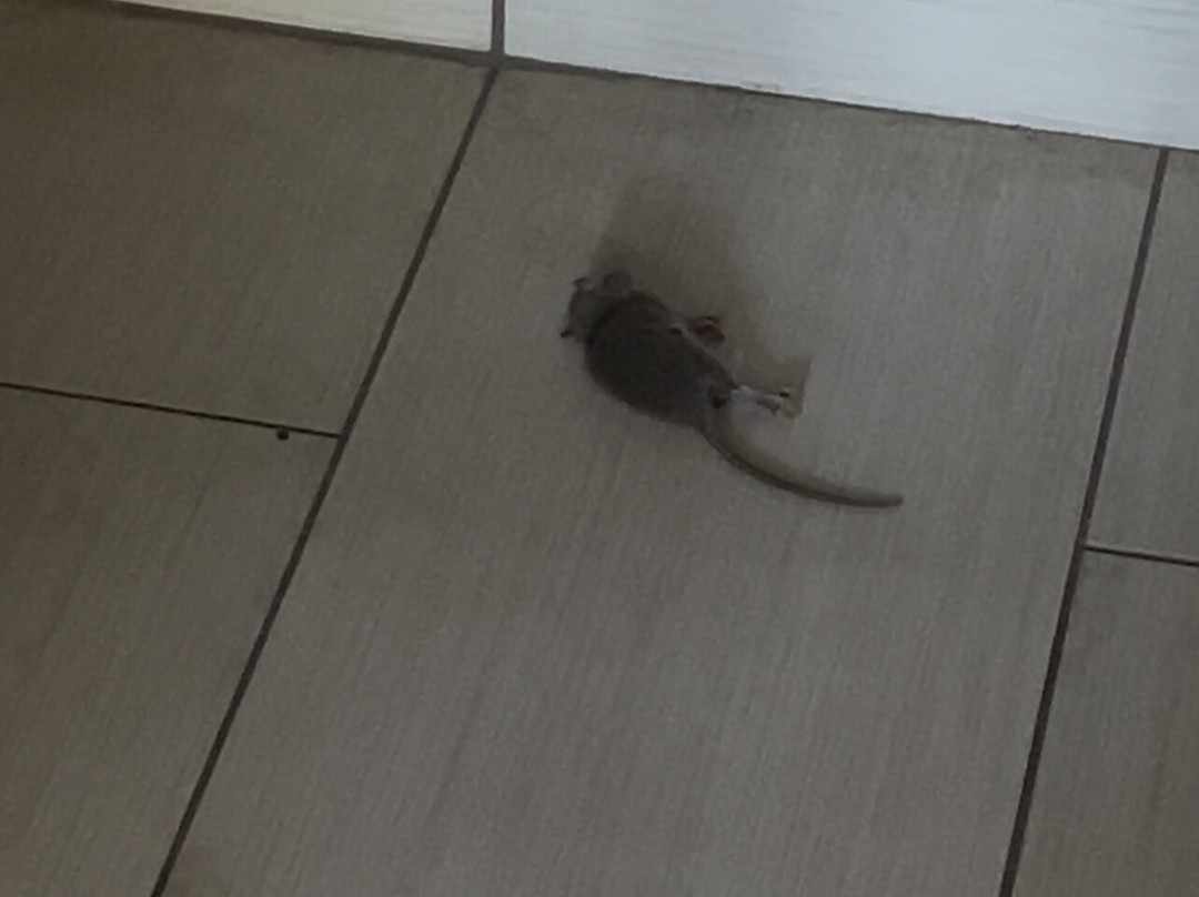 Best Western Athens主图