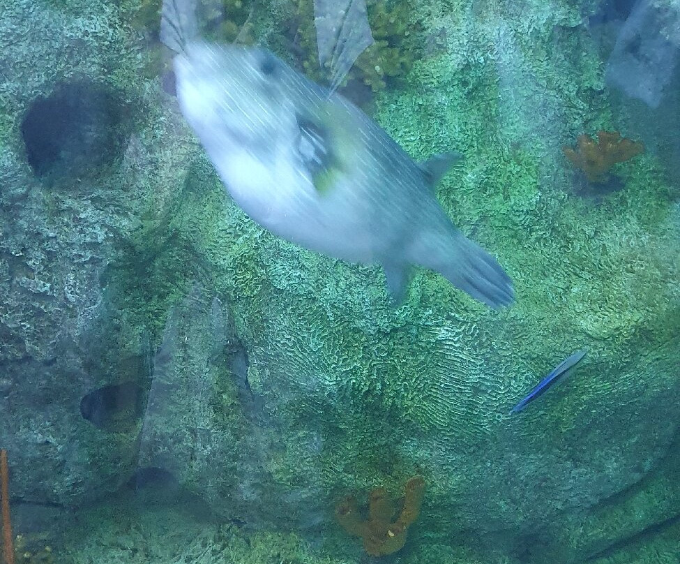 ABQ BioPark Aquarium-阿尔伯克基必去景点