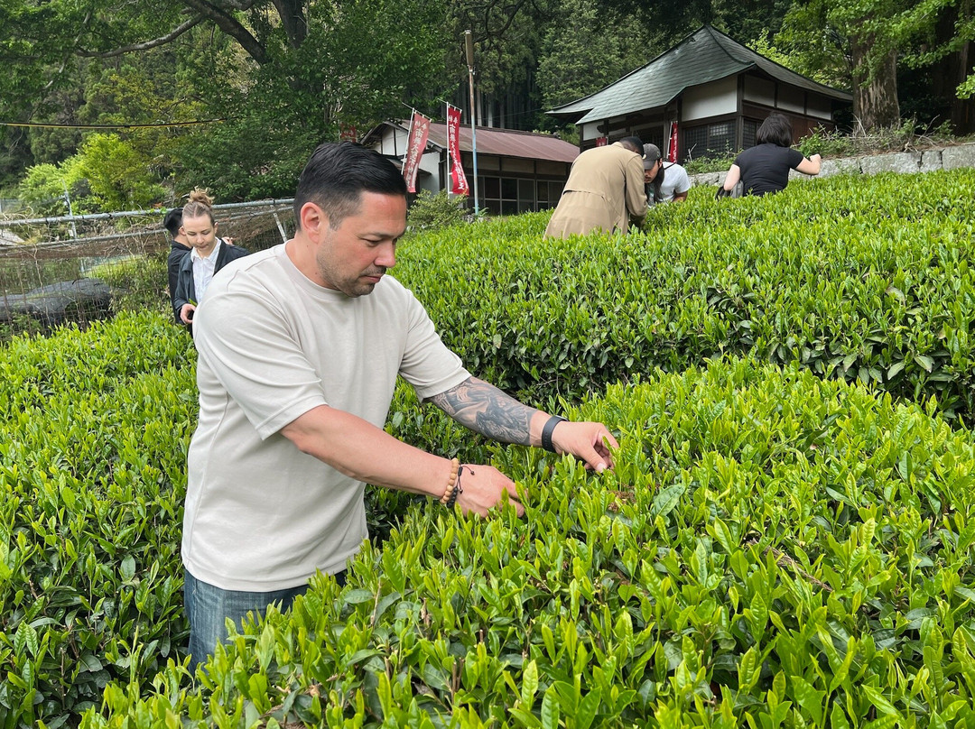 d:Matcha-和束町必去景点