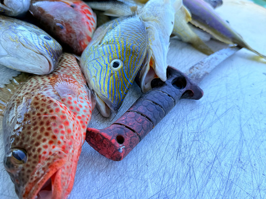 Paulie's Fishing Charters & Adventures-Spanish Wells必去景点