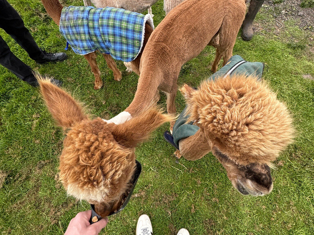 Amazing Alpacas-Earlswood必去景点