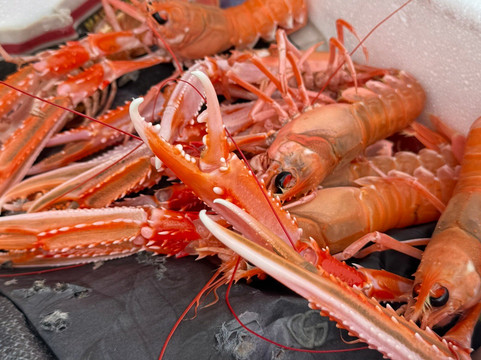 Bergen Fjord Adventures-卑尔根必去景点