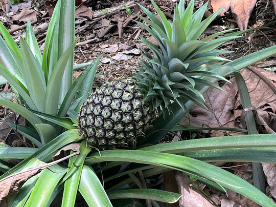 Orangutan Haven-棉兰必去景点