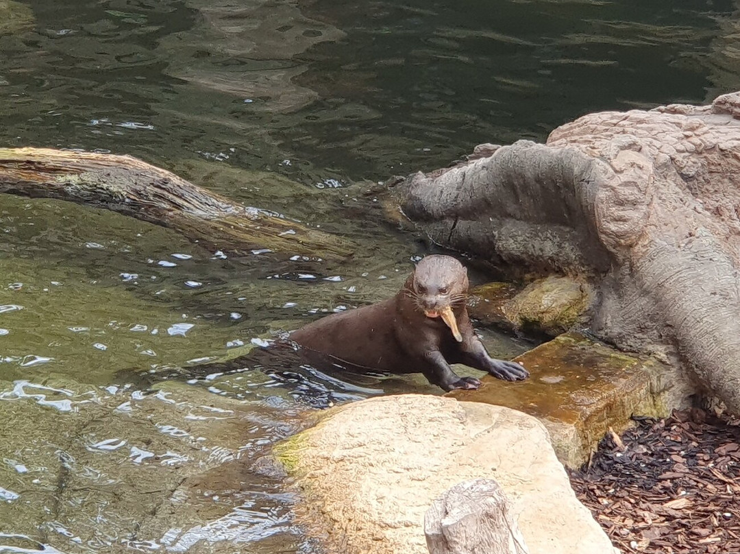 Allwetterzoo Munster景点图片