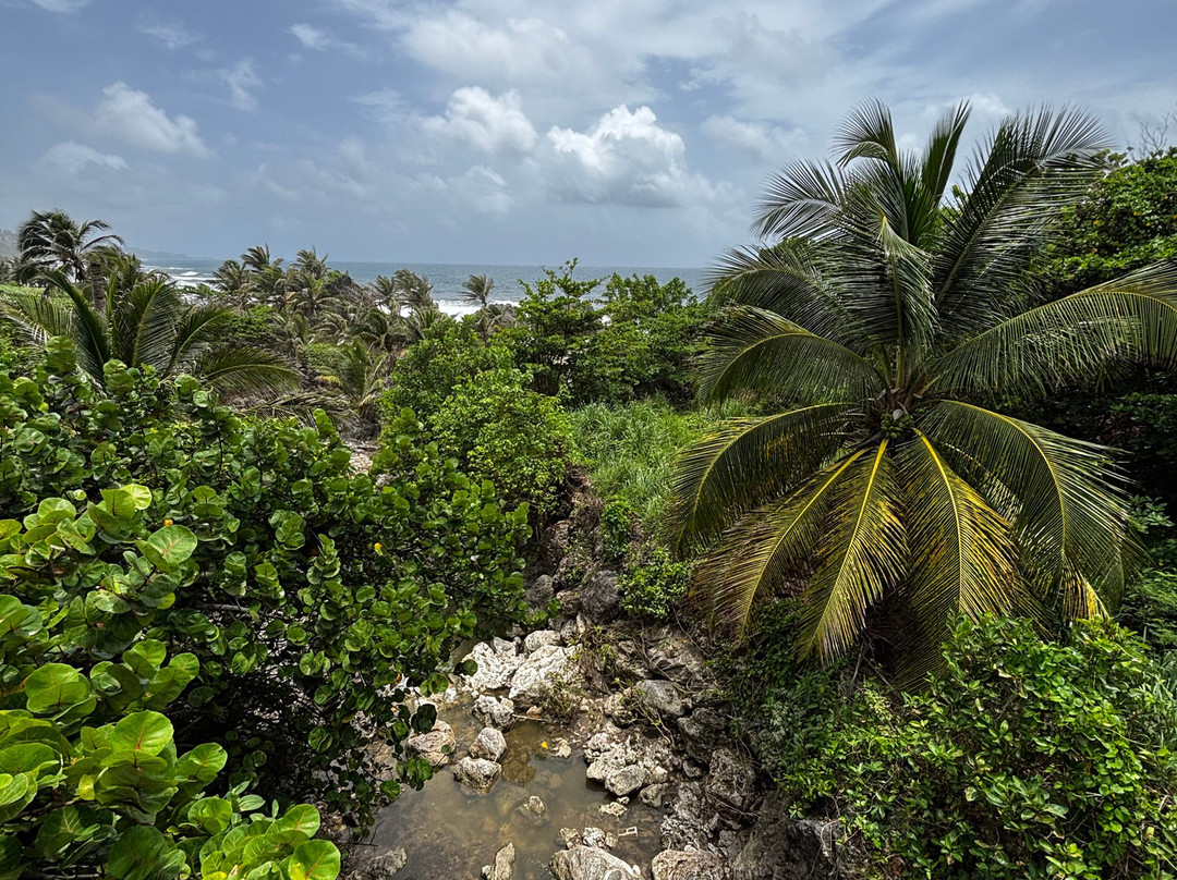 Wild Barbados-Cattlewash必去景点