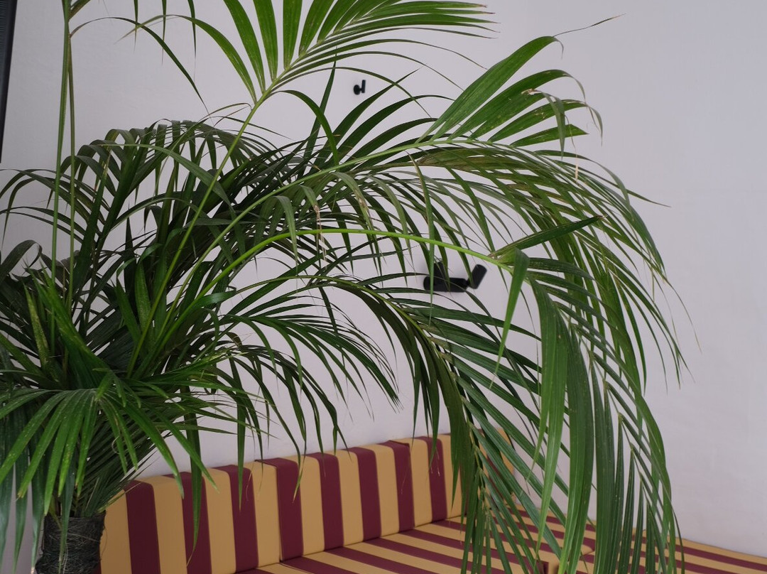 Casa de las Flores - Hotel Boutique Lanzarote主图