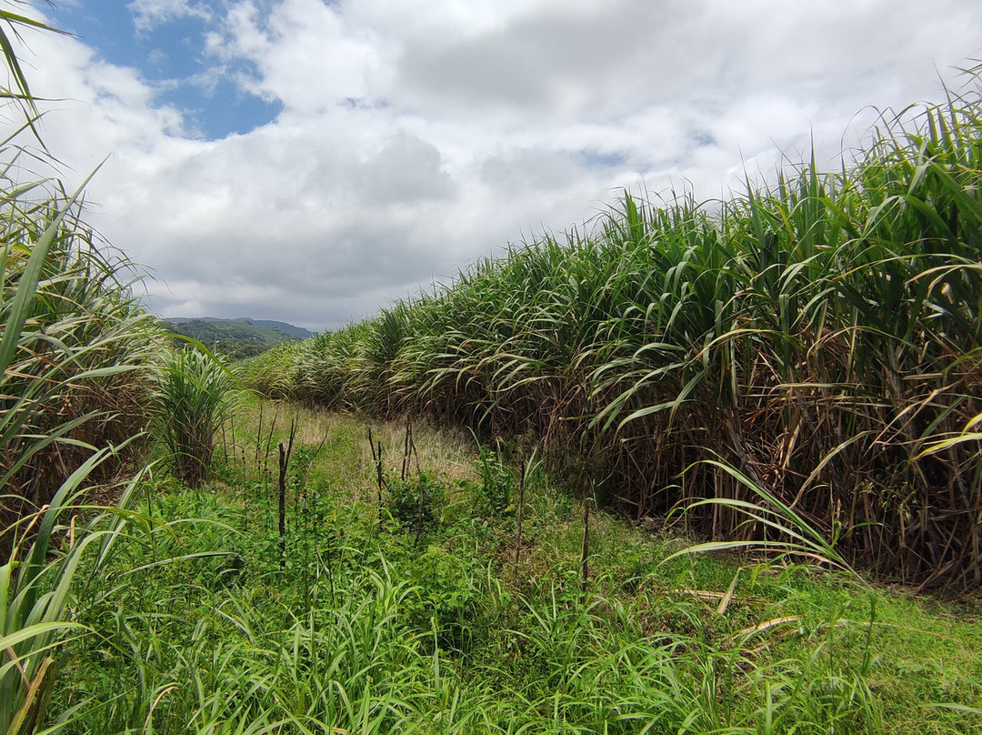 La Colombe-Tartane必去景点