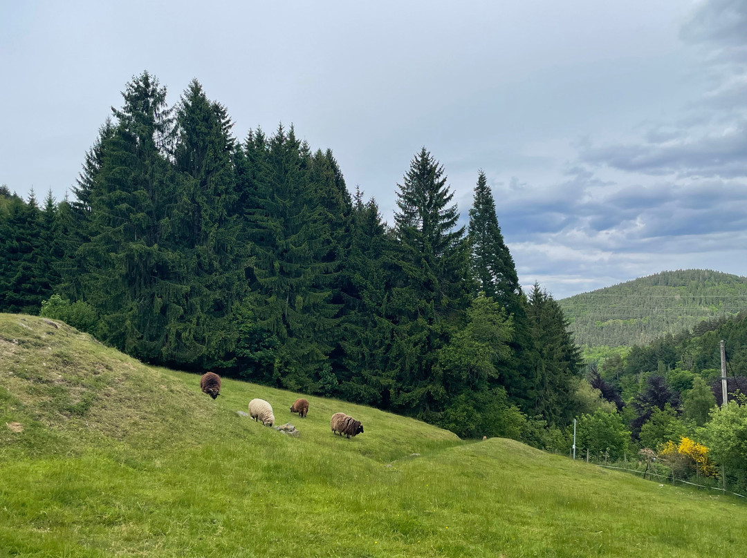 多麦娜德巴喜乐酒店主图