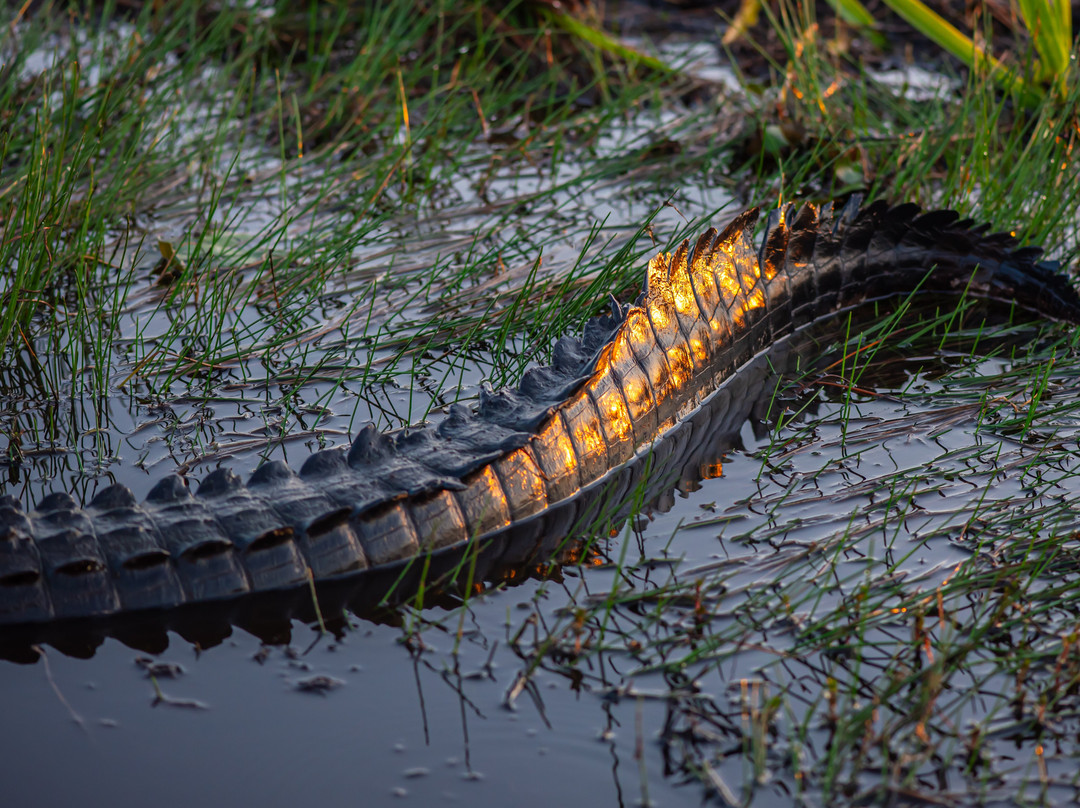 Everglades Airboat Excursions-Tamarac必去景点