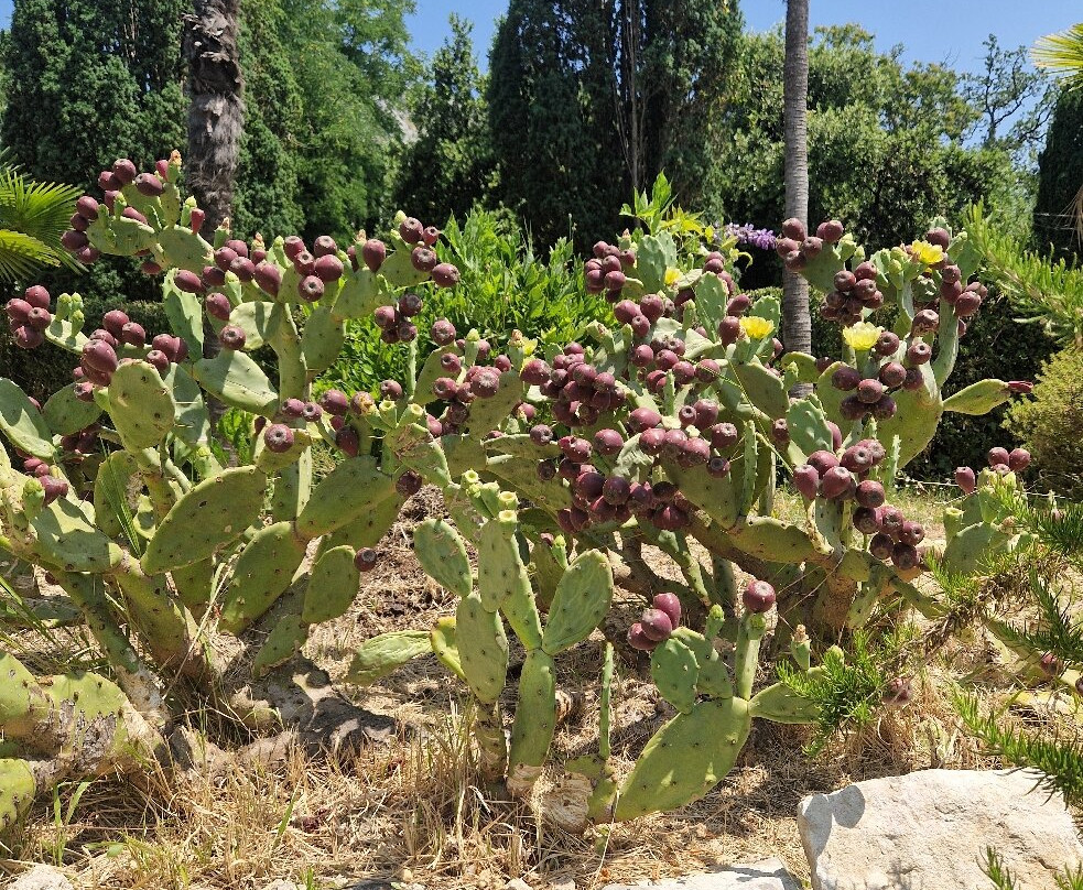 Trsteno Arboretum-特尔斯泰诺必去景点