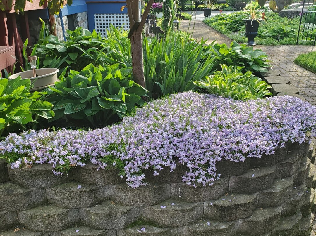 Blue Rose Victorian Bed & Breakfast主图