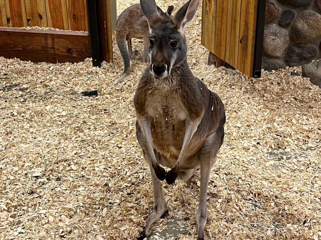 Sustainable Safari-Maplewood必去景点