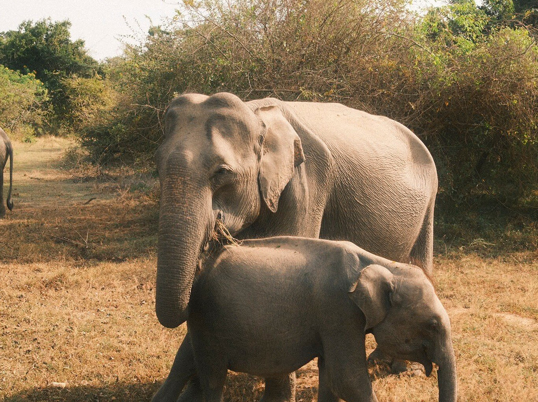 Ceylon Safari Tours-蒂瑟默哈拉默必去景点