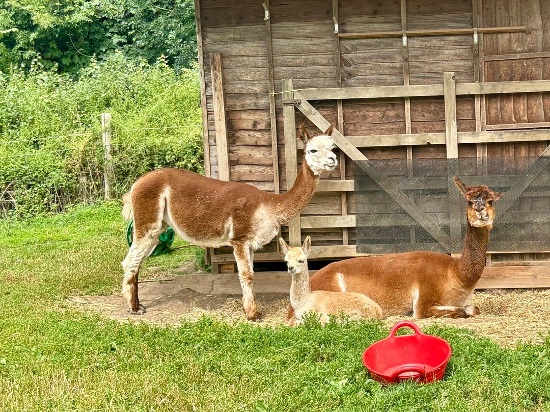 Bell Farm Alpacas-Pensford必去景点