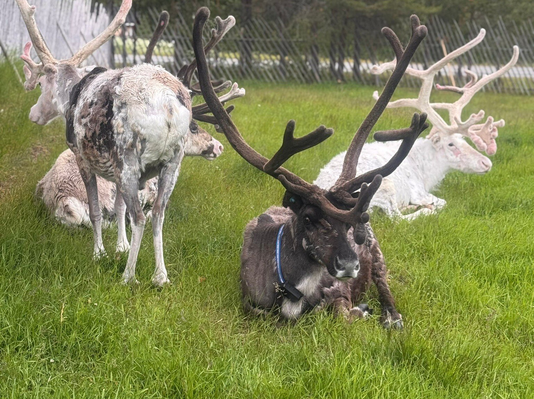 Jaakkola Reindeer Farm-Luosto必去景点
