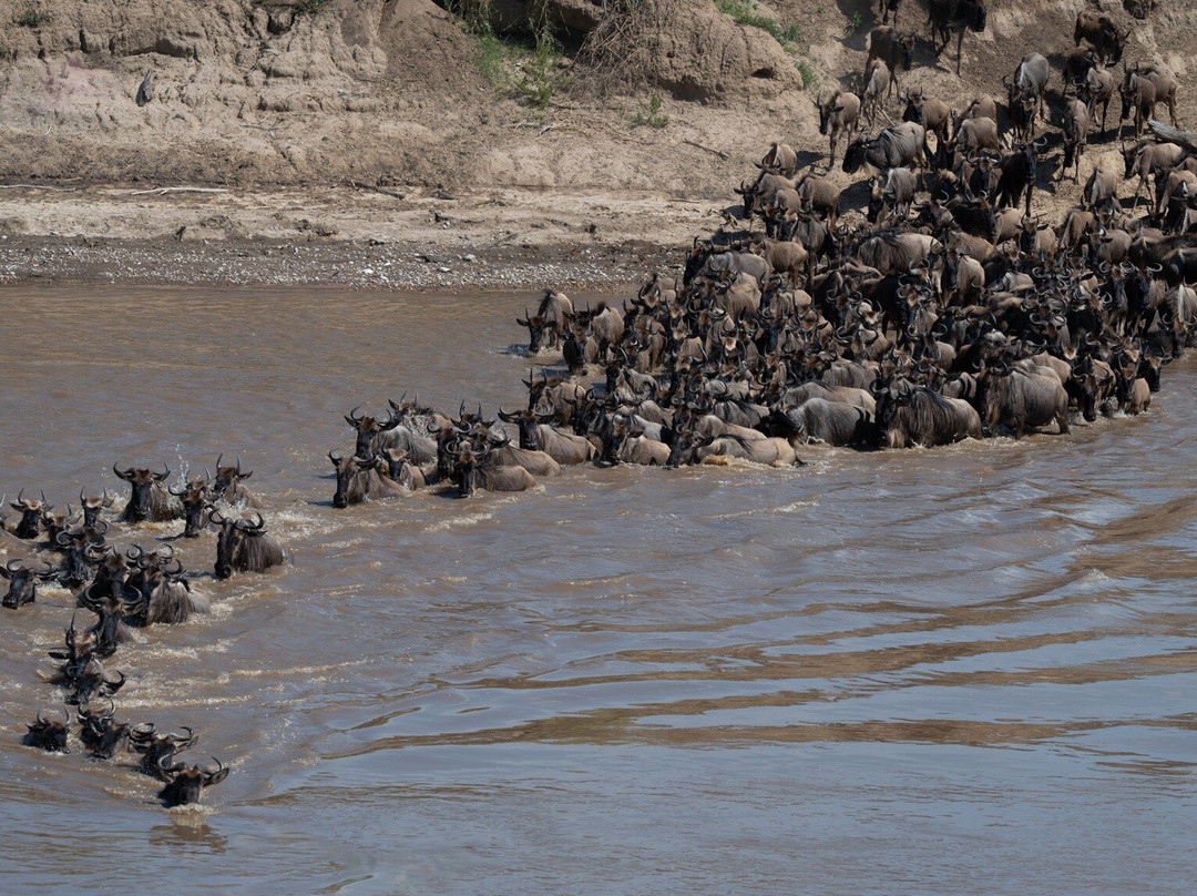 Carnivores Safaris Limited-阿鲁沙必去景点