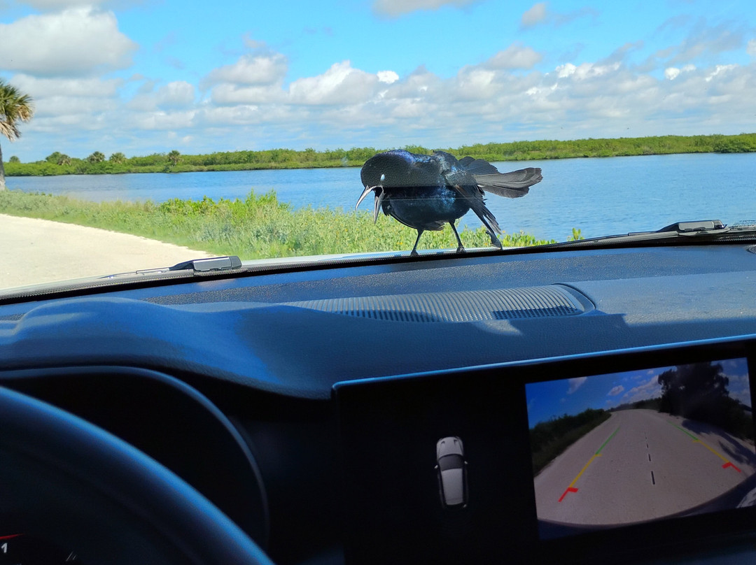 Merritt Island National Wildlife Refuge-Merritt Island必去景点